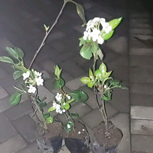 Bibit Buah Pir Berbunga: Panduan Lengkap