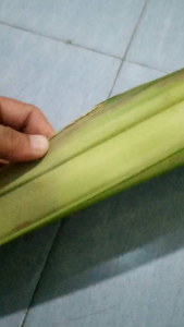 Daun Lontar Muda: Bahan Ketupat Tradisional & Kerajinan Tangan