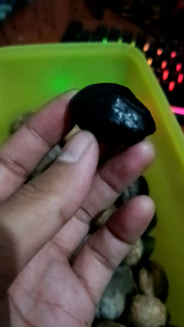Terlaris Muncang Adu Jenis Siluman