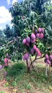 BIBIT MURAH MANGGA IRWIN 🌱 Terkenal Dengan Warnanya Yang Unik Yakni Ungu Cerah. Daging buahnya berwarna jingga sedikit berair dengan rasa lezat manis pastinya