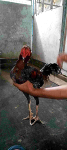 JAMU AYAM KAMLANG GARANGAN VITAMIN AYAM DOPING AYAM RAWATAN AYAM