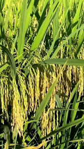 benih padi unggul ciherang sugih kemasan 1kg kualitas super