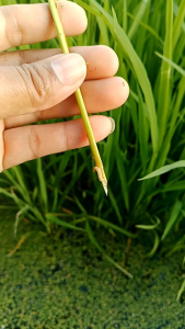 สารกำจัดแมลง ชุดปราบหนอนดื้อยา หนอนกอ หนอนม้วนใบ หนอนใบขาว เพลี้ยไฟ เพลี้ยกระโดด