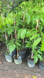 ต้นลองกอง พันธุ์ตันหยงมัส 100% เสียบยอด 80-100 เซนติเมตร