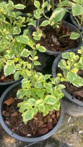 ต้นเทียนหยดด่างแคระ  ดอกม่วง กระถาง5นิ้ว  Duranta erecta L. และมีชื่อสามัญว่า Golden Dewdrop Pigeon Berry หรือ Sky flower  แตกกิ่งก้านหนาแน่น