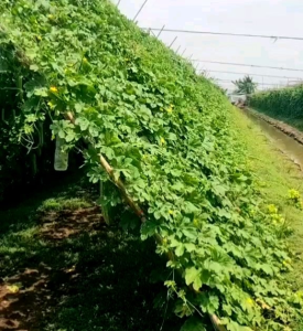 Biji | Benih Tanaman Pare | Paria Taring