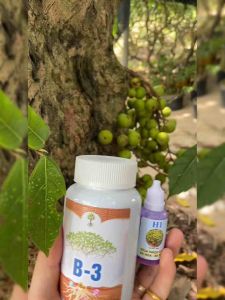 Siêu kích trái kích hoa mọi loại cây