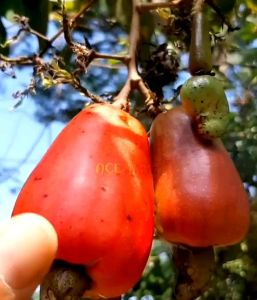 4 PCS BIJI/BENIH JAMBU METE/JAMBU MONYET