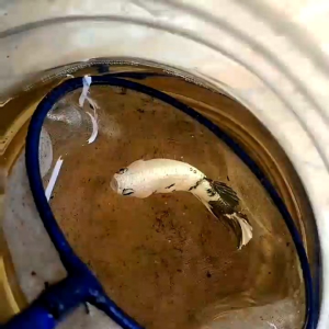 (HEMAT) Saringan Seser Halus Gagang MELAMIN BULAT KOTAK RAKET Serokan Ikan Cupang Kutu Air Kutir Jentik Artemia Daphnia Guppy