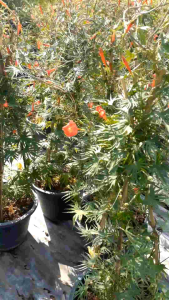 ดาวประดับ กระถาง 11 นิ้ว ต้นสวยและแข็งแรง (กทม)