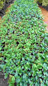 ต้นเนียมอ้ม ใบเหล้าวอด