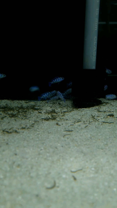 Demasoni Cichlid/Ornamental fish/Freshwater/Readystock