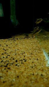 Gold Laser Corydoras/Ornamental fish/Freshwater/Readystock
