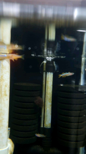 Red Neon Blue Eye Southern Rainbow/Ornamental fish/Freshwater/Readystock