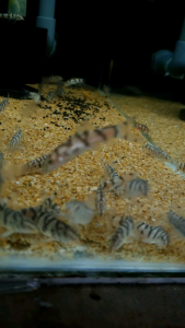 Yoyo Loach/Botia Lohachata/Ornamental fish/Freshwater/Readystock