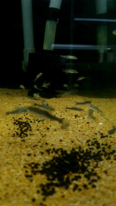 Garra Rufa/Doctor Spa Fish/Ornamental fish/Freshwater/Readystock