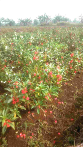 Bunga/kembang pihong|Bunga Tabur untuk ziarah kubur isi 500gram