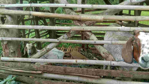 Vitamin Ternak Sapi kerbau kambing Nyeor Ejuh untuk Sapi dan Kambing