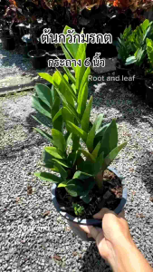 ต้นกวักมรกต ส่งพร้อมกระถางดำ ขนาด 6 นิ้ว ต้นไม้มงคล กวักเงิน กวักทอง กวักโชคลาภ