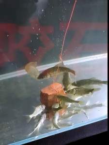 Bột Trộn Mồi Câu Cá DMPT tạo thu hút_chuyên cá nước ngọt
