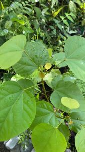 Atsuete/Annatto Plant