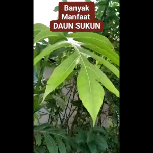 daun sukun fresh baru di petik 500 gram
