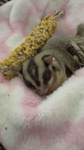 Vitapol แท่งธัญพืช อาหารสัตว์เลี้ยงฟันแทะ อาหารชูการ์ไกลเดอร์ กระรอก แฮมเตอร์