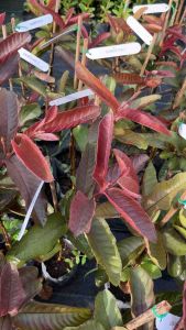 ต้นฝรั่ง แดงศรีสะเกษเบอร์2 ฝรั่งใบแดง ผลแดง (ต้นเสียบยอด) รับประกันสายพันธุ์แท้