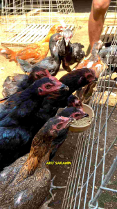Vitamin Ayam VITAGROW PREMIX untuk membesarkan badan ayam masa pertumbuhan tulangan tinggi kuat besar pertumbuhan cepat