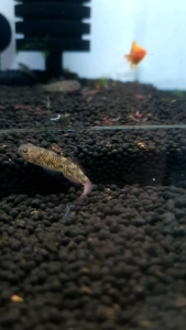 Asian Mud Goby /Ornamental fish/Freshwater/Readystock