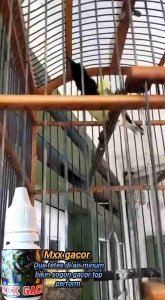 Paling Ampuh Penggacor Semua Jenis Burung Beli 3 Vitamin MXX Gacor + Pakan Burung Nutrisi Tinggi Pengganti Serangga Lengkap