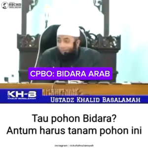 Tanaman Bidara Arab Sidr Rukyah Syari Sihir Jin Setan