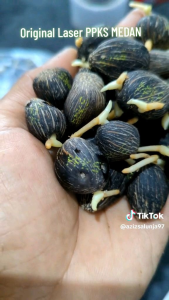 BIBIT BENIH SAWIT UNGGUL YANGAMBI (MEDAN)
