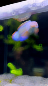 Pelet Limbata Super Color RKFish Aquatic Pakan Channa Limbata