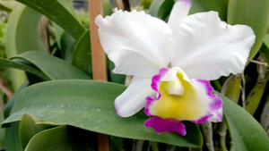 แคทรียาลูกเม็ม ไม้หอมอ่อนๆ