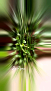 1pot or Cutting/BatangKeratanCissus quadrangularis Medicinal Plant四方藤 Cissus Quadrangularis Cutting Price - Lazada