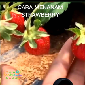 70 BUTIR BIJI/BENIH TANAMAN STRAWBERRY MERAH