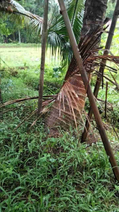 bibit kelapa kabongan mentock