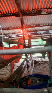 ก้อนเกลือเเร่ KNZ ขนาดก้อน 5 กิโลกรัม (1 ก้อน)