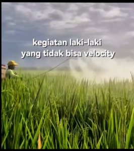 (5KG) Benih Padi CIHERANG SUGIH bibit padi super unggul berkualitas