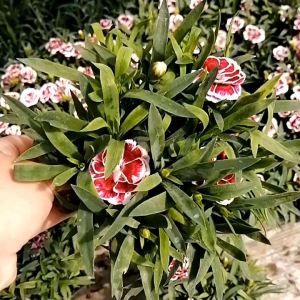 Bunga Anyelir (1 Pot) Super Grade A