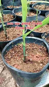 2 chậu mía giống hawai sọc xanh vàng