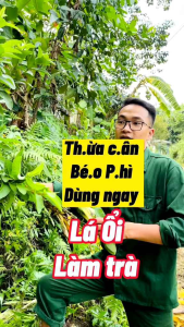 trà lá ổi non 30 ngày sử dụng giảm cân ổn định đường huyết
