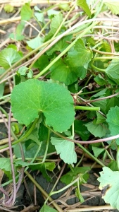 Daun Pegagan Segar & Kegunaannya