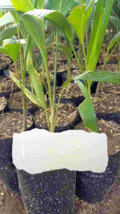 Bibit Tanaman Hias Palem Putri Murah