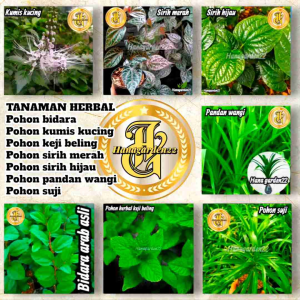 TANAMAN HERBAL Bibit Pohon Bidara Kumis Kucing Keji Beling Sirih Merah Sirih Hijau Pandan Wangi Suji
