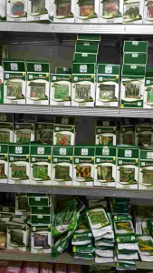 Benih Timun Tahan Virus GEULIS 2 F1 20 GRAM JAYA SEED BIBIT TIMUN Setara Semi Bintang Asia