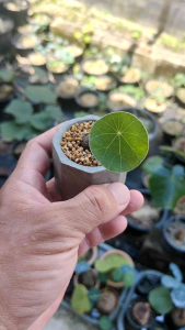 Stephania Erecta 圆叶山乌龟