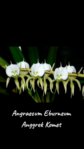 Angraecum Eburneum dewasa siap bunga anggrek Komet spesies Madagaskar unik cantik species Orchid