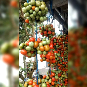 BIJI BENIH TANAMAN TOMAT REMPAI F1 ( REPACK)